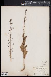 Verbascum blattaria image