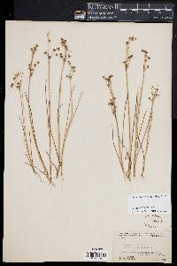 Juncus alpinoarticulatus image