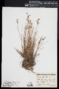 Juncus articulatus image