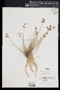 Juncus articulatus image