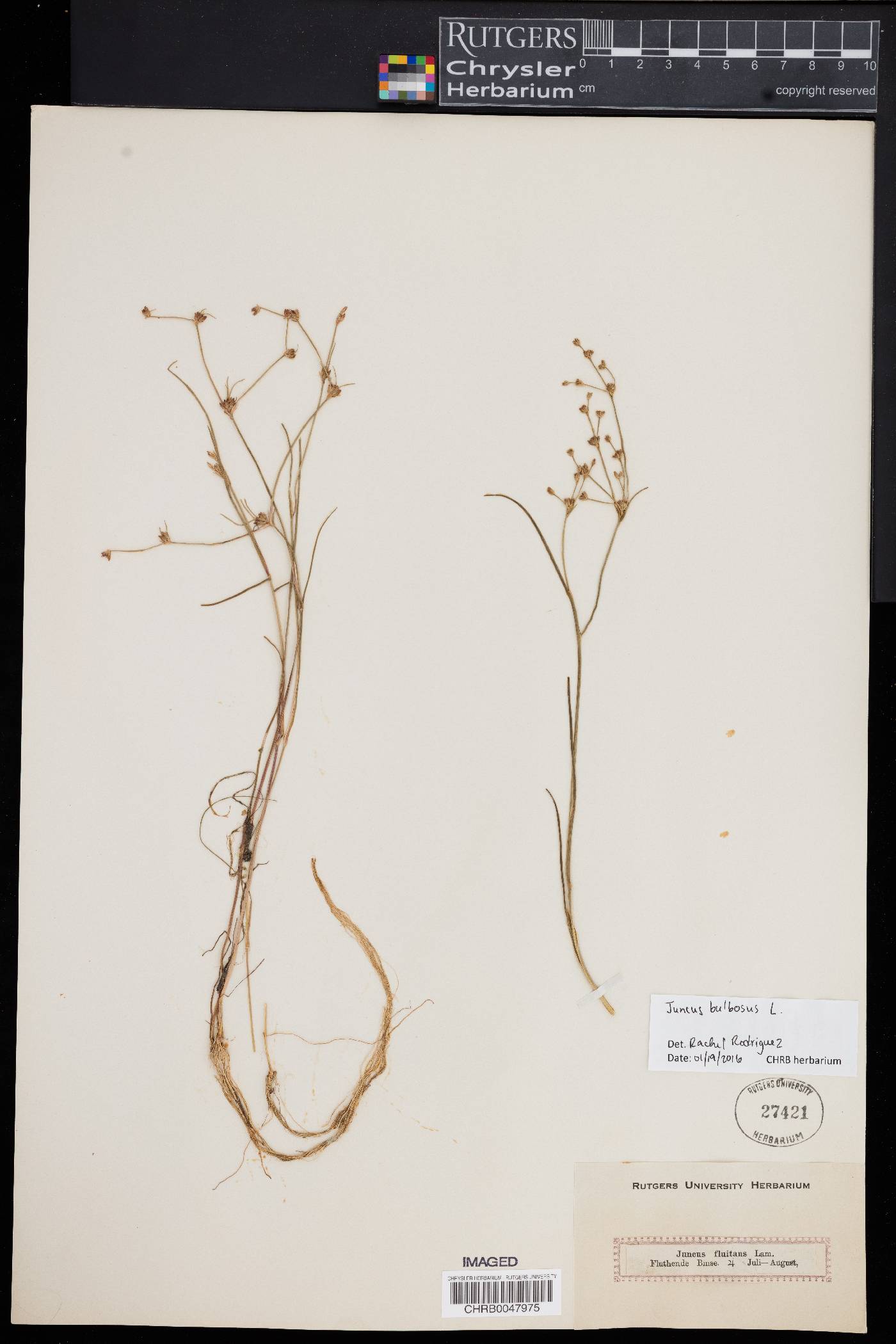 Juncus bulbosus image