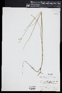 Juncus caesariensis image