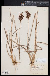 Juncus biflorus image