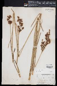 Juncus biflorus image