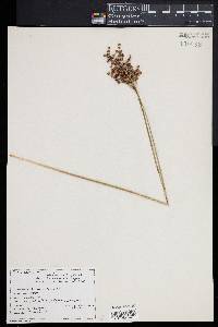 Juncus biflorus image