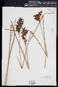 Juncus biflorus image