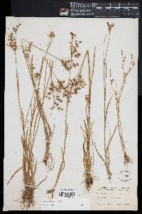 Juncus biflorus image