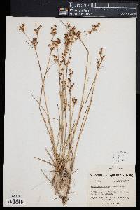 Juncus brevicaudatus image