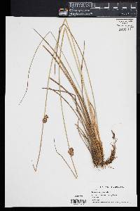 Juncus conglomeratus image