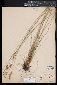 Juncus coriaceus image