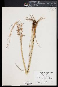 Juncus coriaceus image