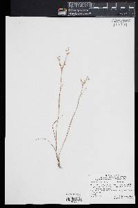 Juncus debilis image