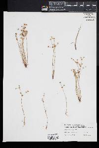 Juncus debilis image