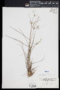 Juncus debilis image