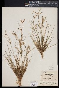 Juncus debilis image