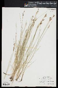 Juncus gerardii image