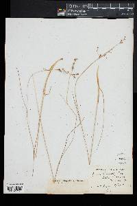 Juncus gerardii image