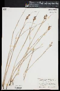 Juncus gerardii image