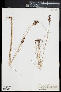 Juncus gerardii image