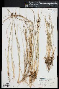 Juncus gerardii image