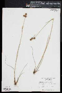 Juncus megacephalus image