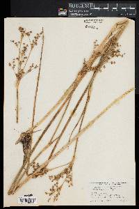 Juncus militaris image