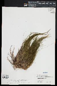 Juncus militaris image