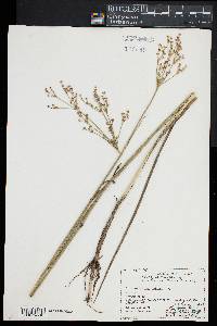 Juncus militaris image