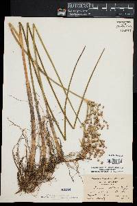 Juncus militaris image