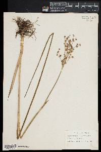 Juncus militaris image