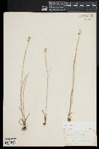 Juncus nodosus image