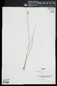 Juncus nodosus image