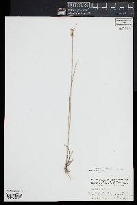 Juncus nodosus image