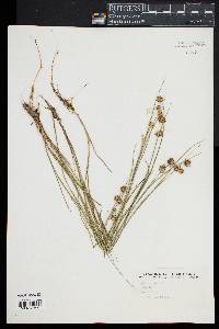 Juncus nodosus image