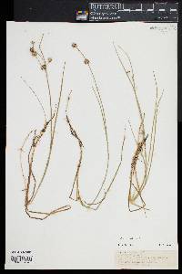 Juncus nodosus image