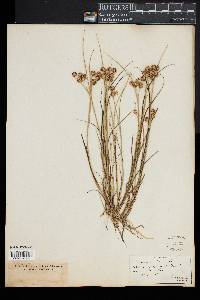 Juncus nodosus image