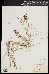 Juncus nodosus image