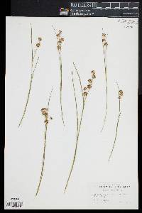 Juncus nodosus image