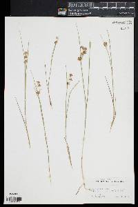 Juncus nodosus image