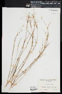 Juncus pelocarpus image