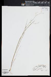 Juncus pelocarpus image