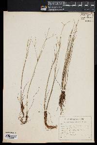 Juncus pelocarpus image