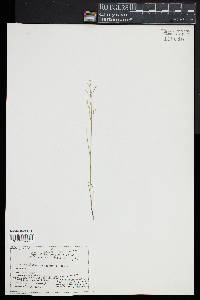 Juncus pelocarpus image