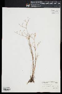 Juncus pelocarpus image