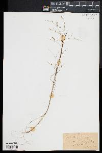 Juncus pelocarpus image