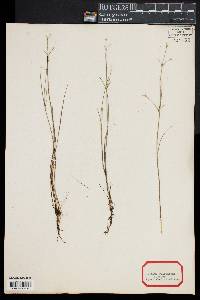 Juncus pelocarpus image