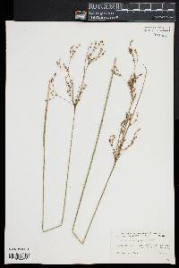 Juncus pelocarpus image