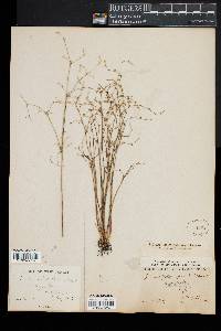 Juncus pelocarpus image