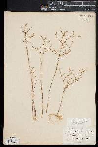 Juncus pelocarpus image