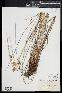 Juncus pylaei image